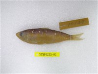 藏品(白腹小砂(魚丁))的圖片